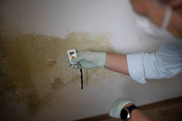 Best Mold Remediation for Specific Building Types in Pagosa Springs, CO