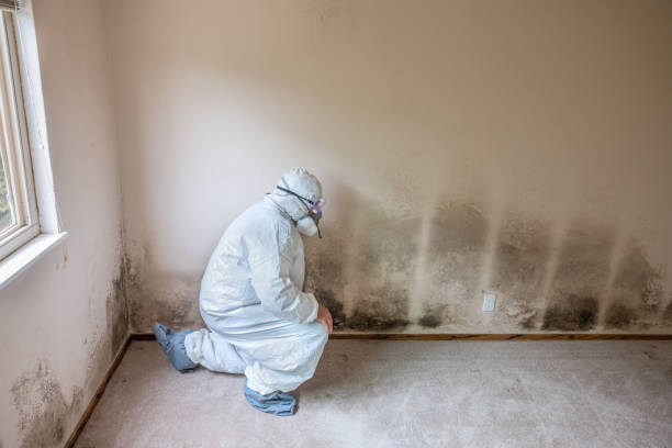 Best White Mold Remediation in Pagosa Springs, CO