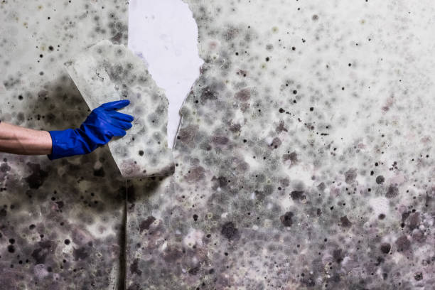 Best Insurance-Related Mold Remediation in Pagosa Springs, CO
